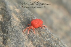 Trombidium holosericeum