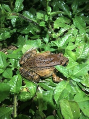 Leptodactylus rhodonotus