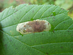 Cameraria corylisella