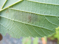Cameraria corylisella