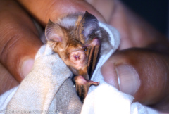 Hipposideros caffer