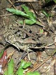Rhinella marina