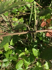 Rubus argutus