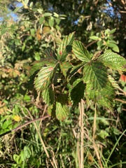 Rubus argutus