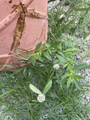Spermacoce verticillata