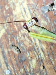 Parastagmatoptera