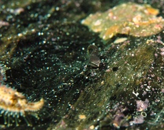 Aspasmogaster tasmaniensis