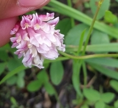 Trifolium productum