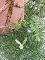 Spermacoce verticillata