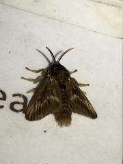 Megalopyge peruana