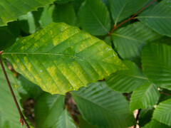 Acalitus ferrugineum