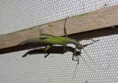 Damasippus