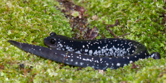 Plethodon grobmani