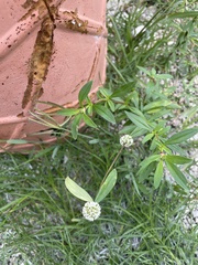 Spermacoce verticillata