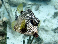 Lactophrys triqueter