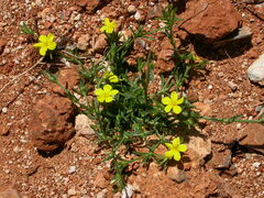 Linum nodiflorum