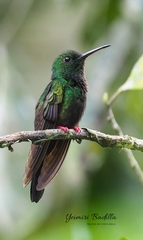 Chalybura urochrysia