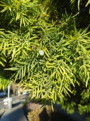 Afrocarpus falcatus