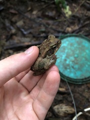 Rhinella marina