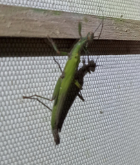 Damasippus