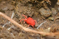Trombidium holosericeum