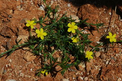 Linum nodiflorum