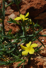 Linum nodiflorum