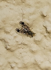 Euarestoides acutangulus