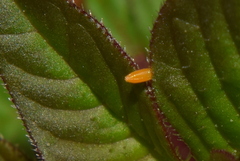 Appias libythea