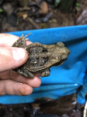 Rhinella marina
