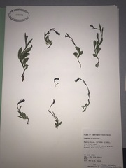 Melanocalyx uniflora