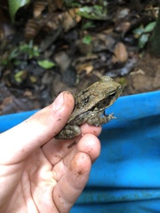 Rhinella marina