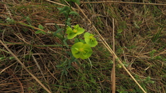 Euphorbia striata