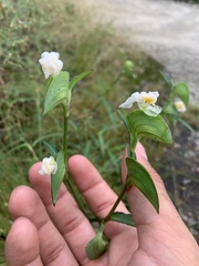 Commelina erecta