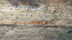 Dacrymyces stillatus