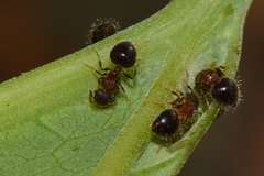Meranoplus bicolor