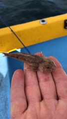 Cottus gobio