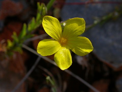 Linum nodiflorum