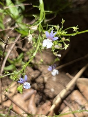 Nemesia affinis