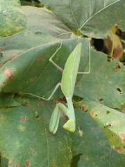 Sphodromantis