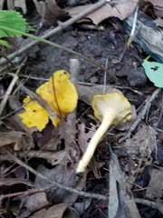 Cantharellus chicagoensis