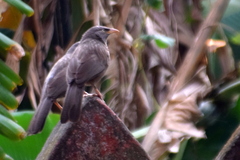 Argya striata