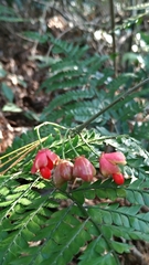 Euonymus laxiflorus