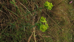 Euphorbia striata