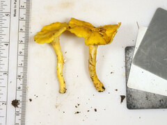 Cantharellus chicagoensis