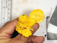 Cantharellus chicagoensis
