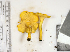 Cantharellus chicagoensis
