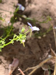 Nemesia affinis