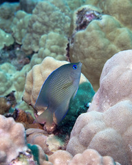 Johnston Island Damsel photo 1