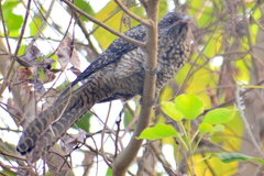 Eudynamys scolopaceus